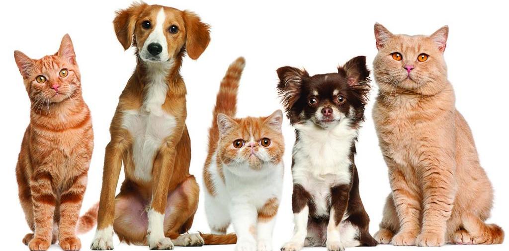Доска объявлений о животных | ЗооТом - продажа, вязка и услуги для животных в Бачатске