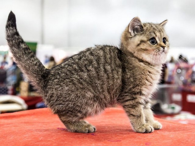 Породы кошек в Бачатске | ЗооТом портал о животных