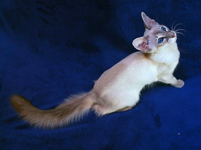 Выведенные породы кошек в Бачатске | ЗооТом портал о животных
