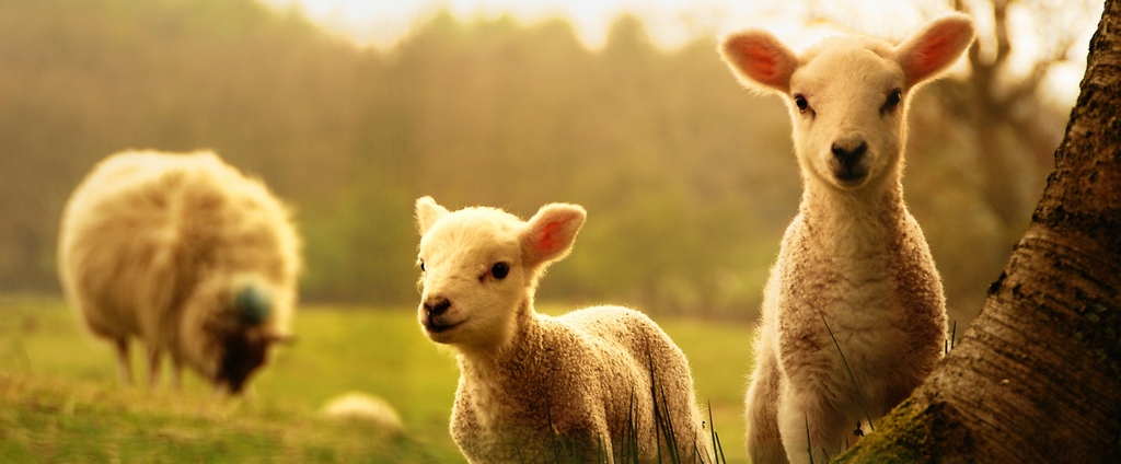 Объявления о сельскохозяйственных животных | ЗооТом - продажа, вязка и услуги для животных в Бачатске