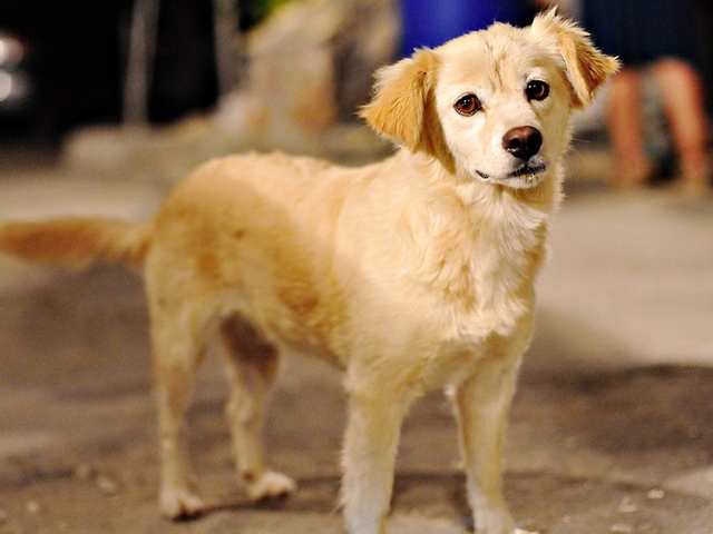 Породы собак в Бачатске | ЗооТом портал о животных