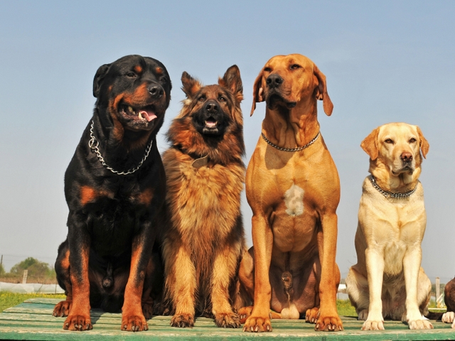 Крупные породы собак в Бачатске | ЗооТом портал о животных