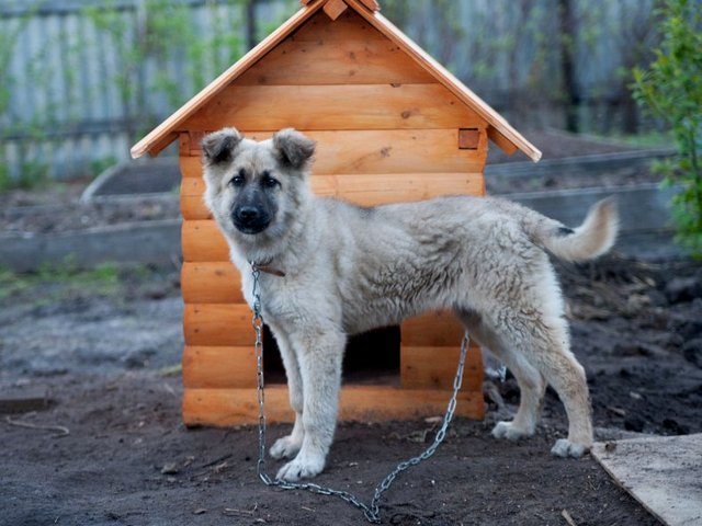 Все о собаках в Бачатске